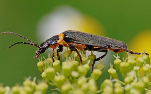 10 loại côn trùng, sâu bệnh gây hại cho cây trồng thường gặp