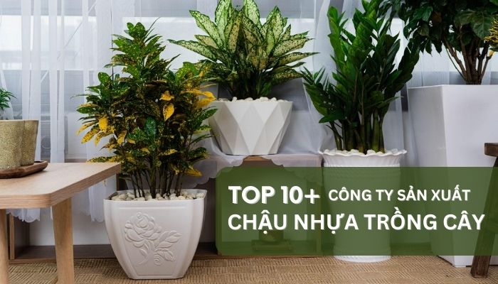Mách bạn Top 10+ công ty sản xuất chậu nhựa trồng cây tốt nhất hiện nay