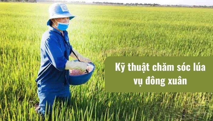 kỹ thuật chăm sóc lúa vụ đông xuân