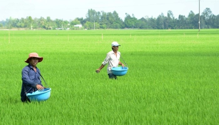 kỹ thuật chăm sóc lúa vụ đông xuân