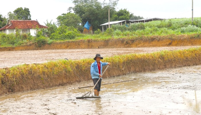 kỹ thuật chọn giống và gieo sạ lúa