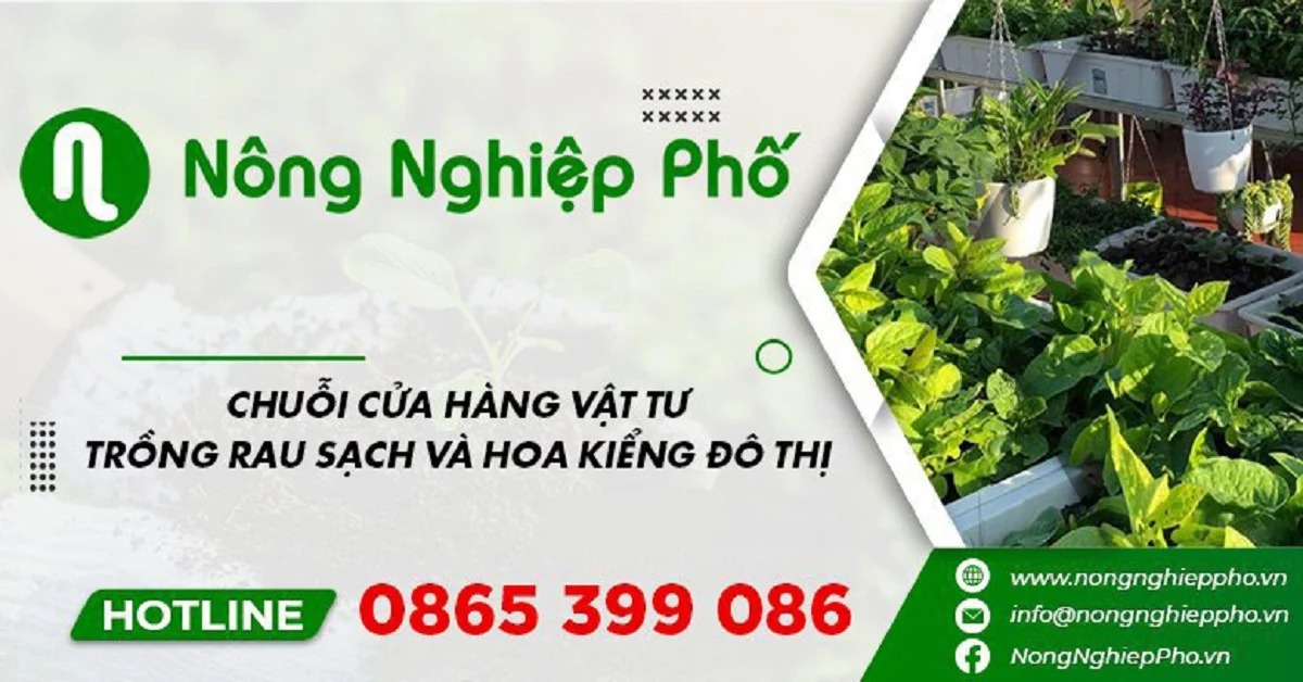 Công ty phân phối hạt giống rau Nông nghiệp Phố