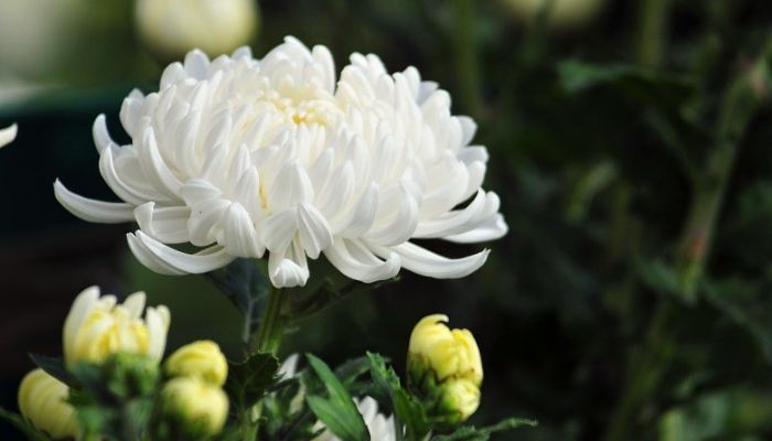 Hoa cúc trắng đại diện cho nổi buồn và sự tiếc nuối
