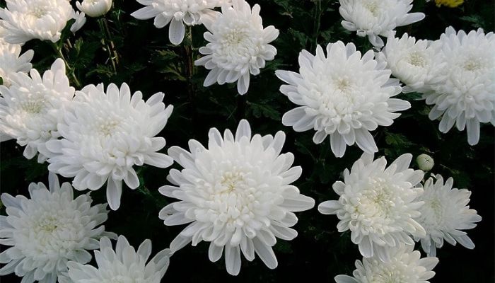 Sự tích của loài hoa cúc trắng